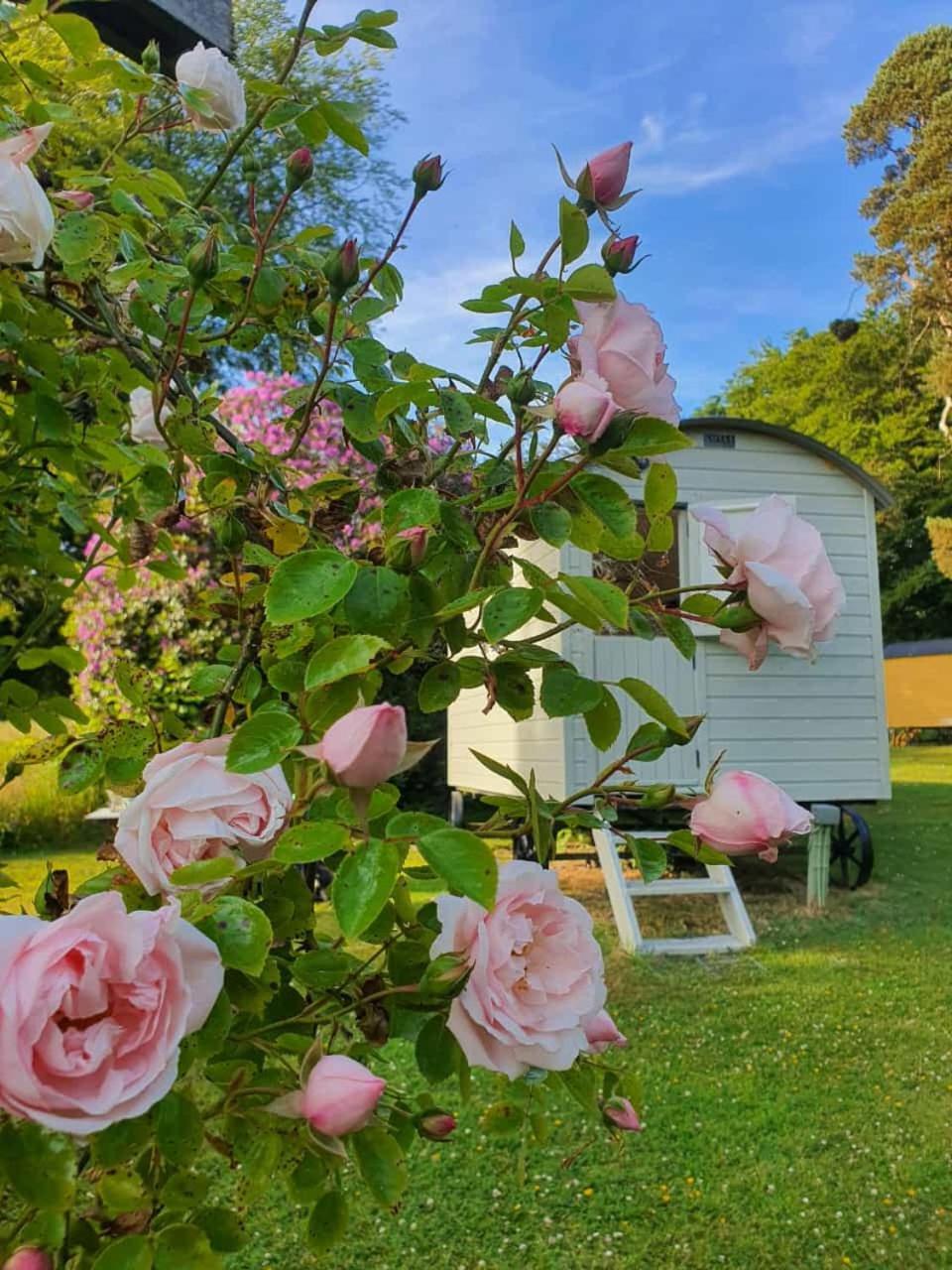 Blackstairs Shepherds Huts Killedmond Ngoại thất bức ảnh