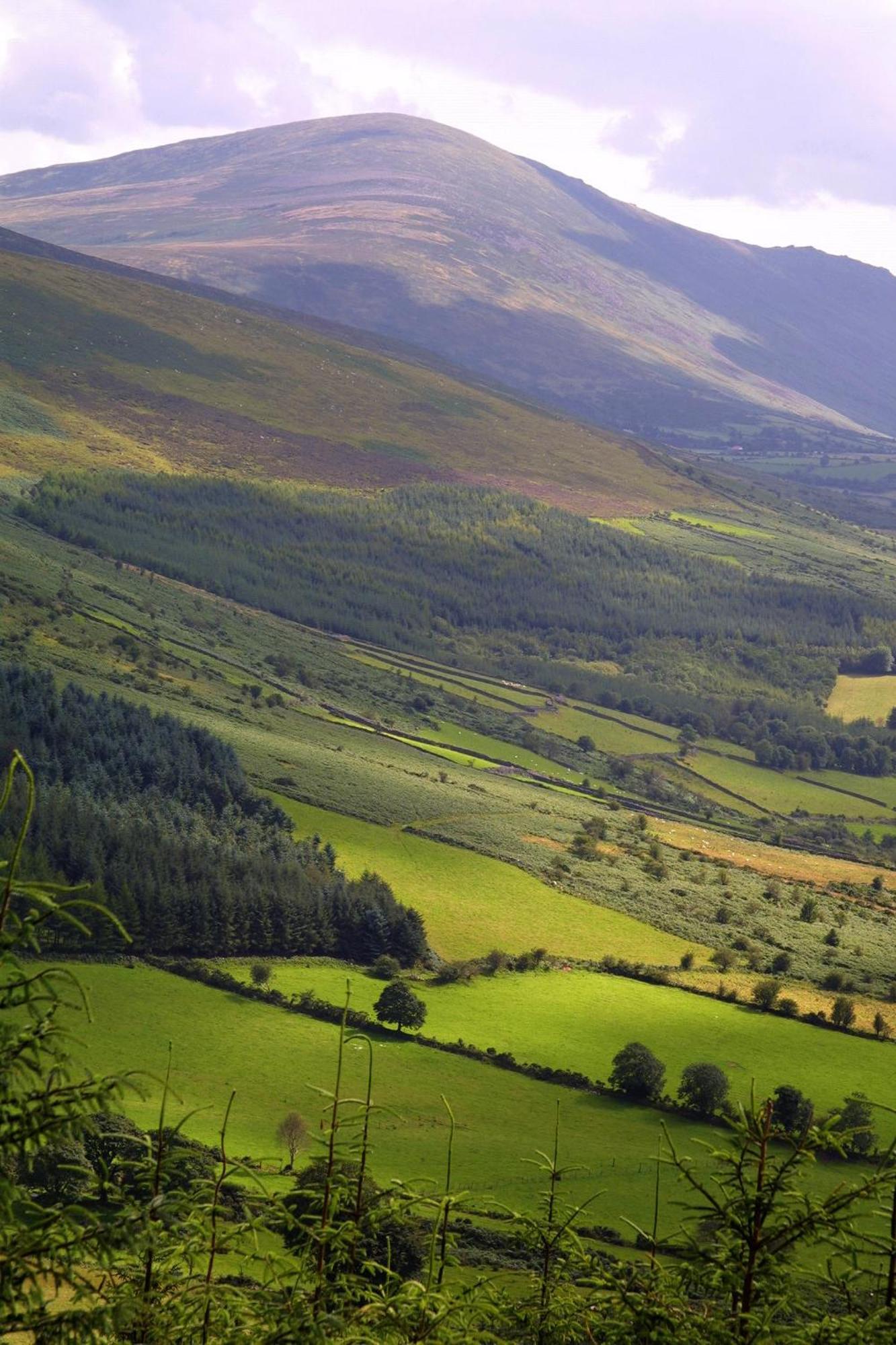 Blackstairs Shepherds Huts Killedmond Ngoại thất bức ảnh